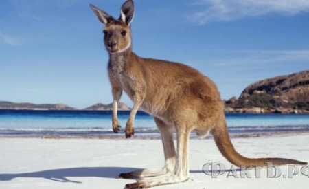 20 интересных фактов об Австралии