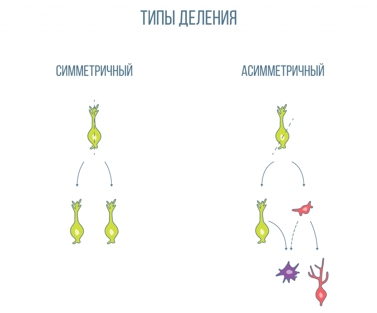 Разделенного типа. Симметричное деление клетки стволовой. Симметричное и асимметричное деление стволовых клеток. Асимметричное деление стволовой клетки. Стохастическое деление стволовых клеток.