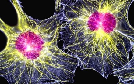 Стволовые клетки человека адаптируются к «медленному» воздействию радиации