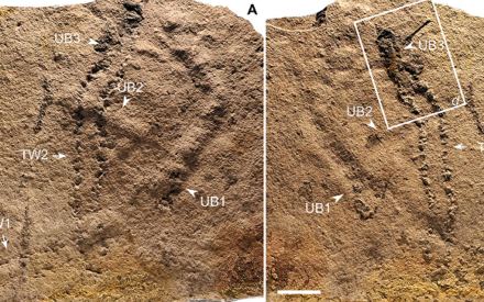 Палеонтологи нашли следы ножек  самых древних животных на Земле