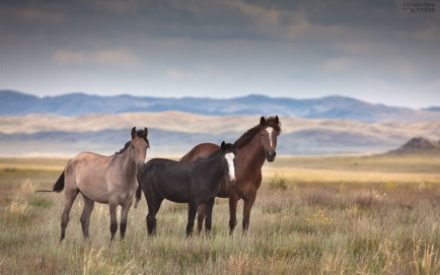 ЮНЕСКО признало наследие Коркыта и обряды казахских коневодов культурным достоянием всего человечества