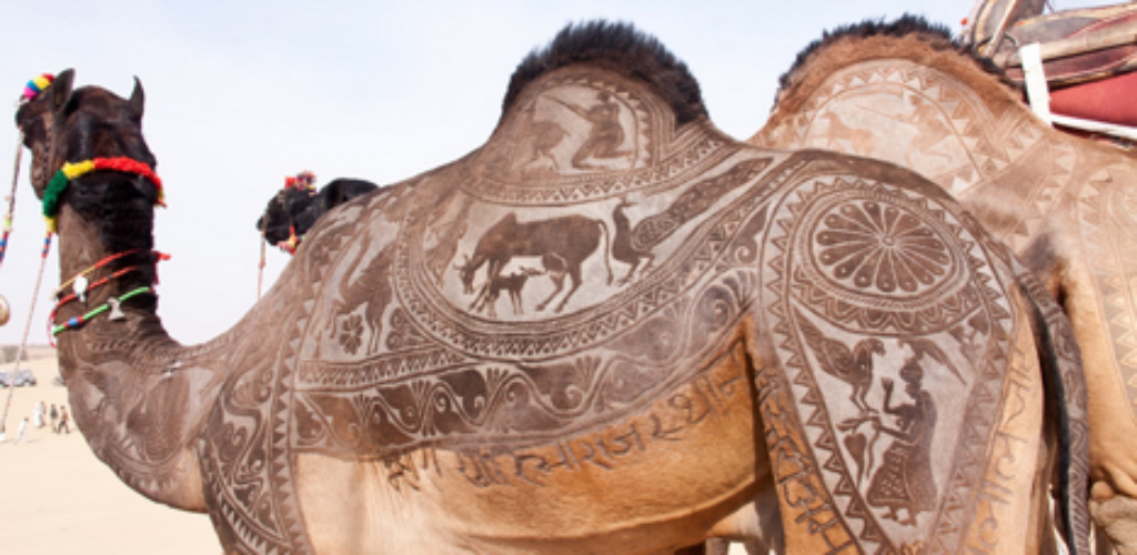 Искусство стрижки верблюдов
