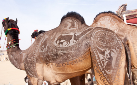Искусство стрижки верблюдов