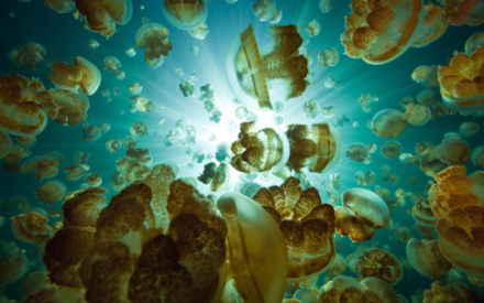 Необыкновенное озеро медуз