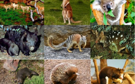 Удивительные животные Австралии, обитающие только на Зеленом континенте