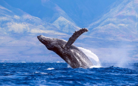 Ученые выяснили, зачем киты выпрыгивают из воды