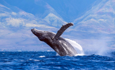 Ученые выяснили, зачем киты выпрыгивают из воды