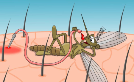 Почему именно вас выбирают комары
