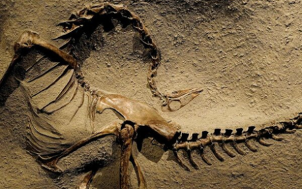 Обнаружен новый необычный вид динозавров