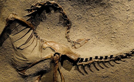 Обнаружен новый необычный вид динозавров
