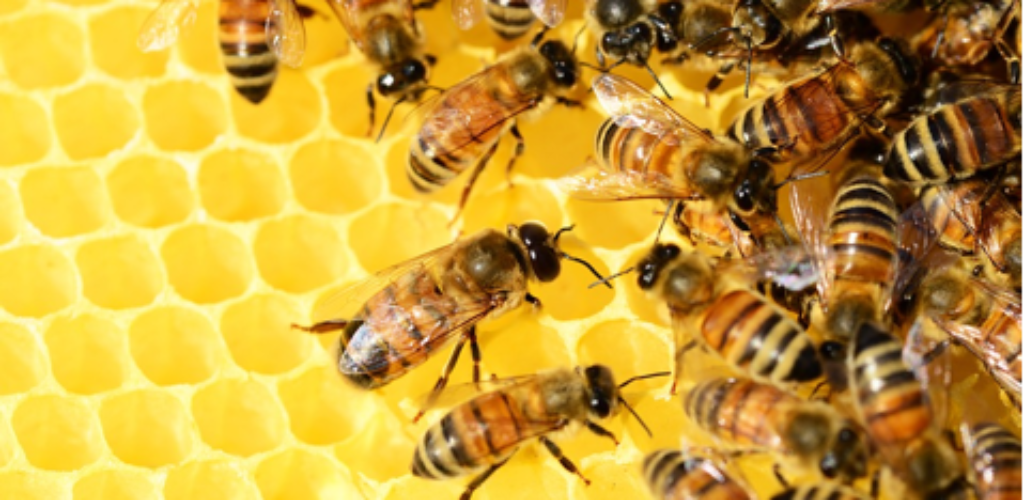 Ученые выявили негативное влияние Wi-Fi на пчел