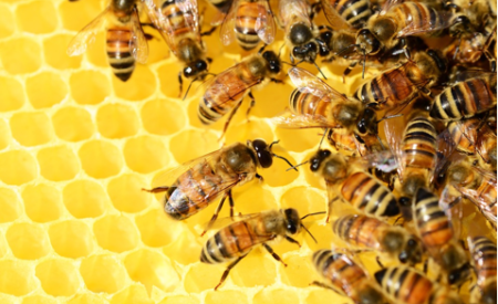 Ученые выявили негативное влияние Wi-Fi на пчел