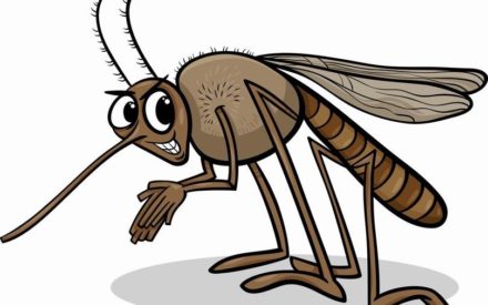 Мифы о комарах: есть ли у кровососущих «вкусовые предпочтения»?
