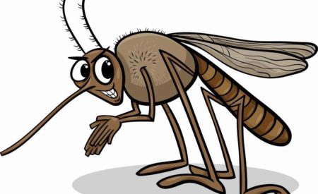 Мифы о комарах: есть ли у кровососущих «вкусовые предпочтения»?