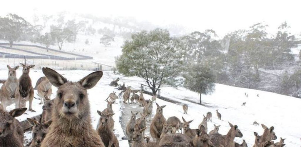 Кенгуру в шоке: снег выпал в Австралии