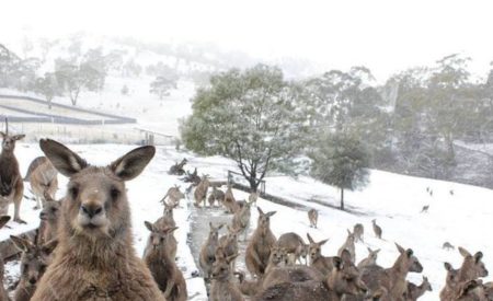 Кенгуру в шоке: снег выпал в Австралии