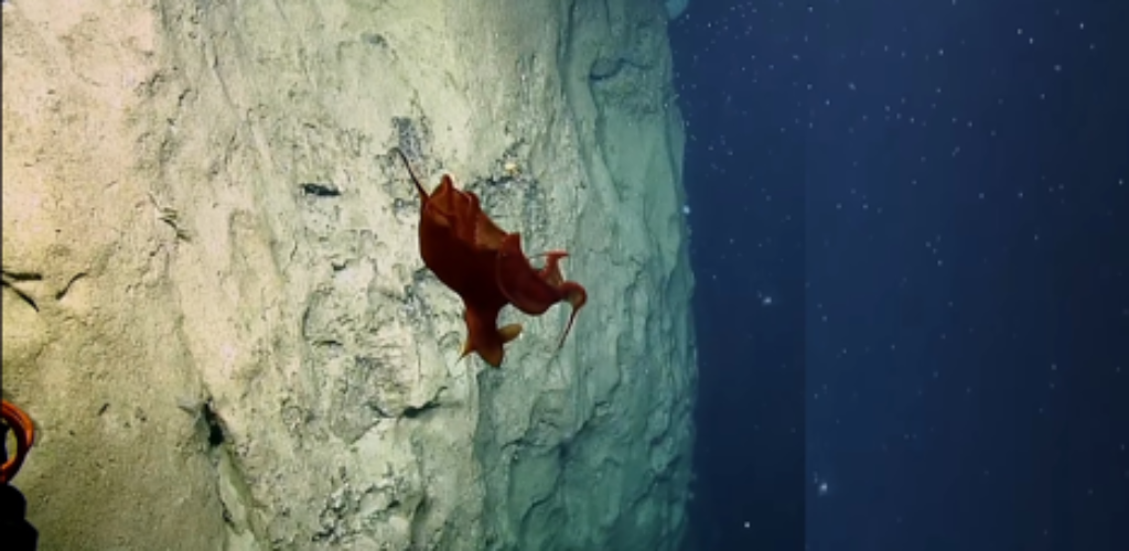 На дне океана найден странный вид осьминога (видео)