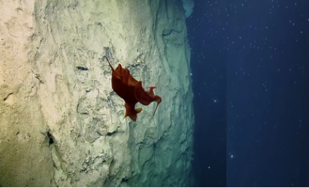 На дне океана найден странный вид осьминога (видео)