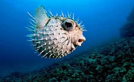 Рыба фугу: смертельный токсин оказался защитой от стресса