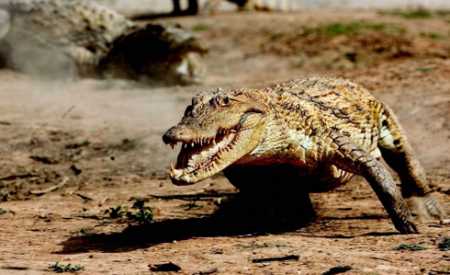У крокодилов обнаружили способность скакать галопом