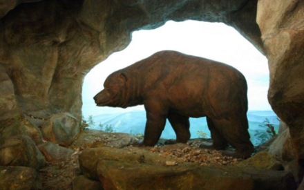 Ученые заявили, что причиной вымирания пещерных медведей стал их слишком большой нос