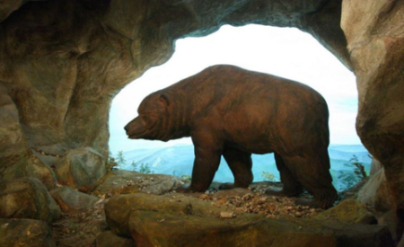 Ученые заявили, что причиной вымирания пещерных медведей стал их слишком большой нос