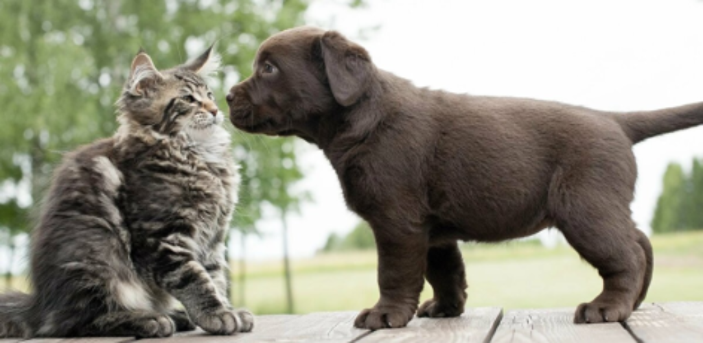 Основной инстинкт: почему кошки не ладят с собаками