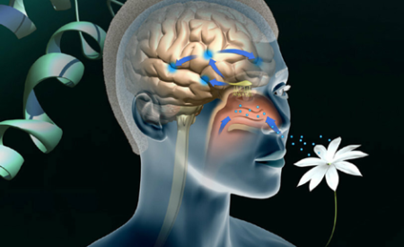 Обоняние поможет диагностировать состояние мозга