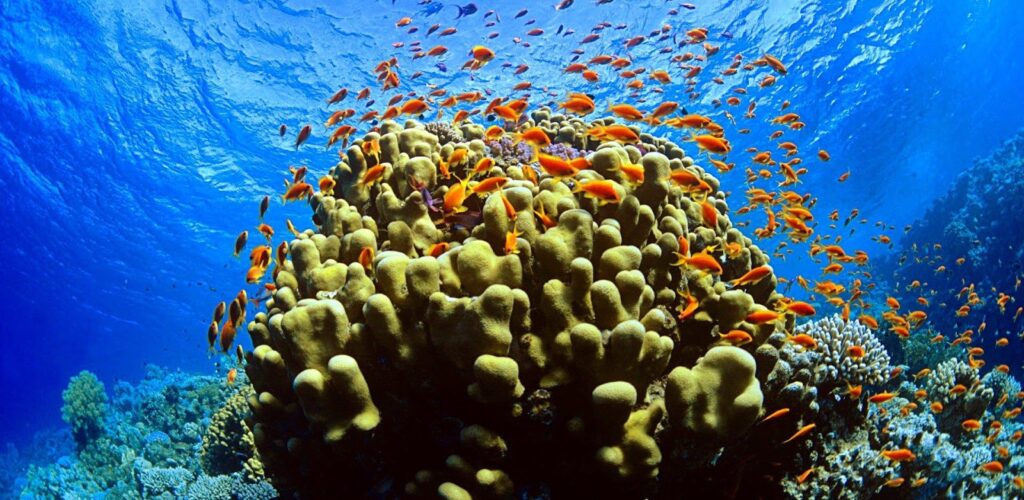 Подводные небоскребы: как колонии кораллов выживают в холодных водах