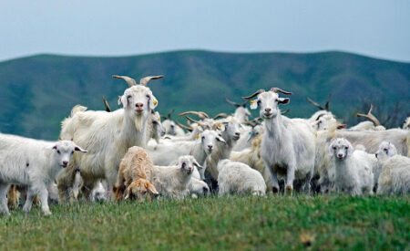 Ученые выяснили, что козы не ищут легких путей