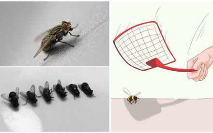 Почему муху трудно убить