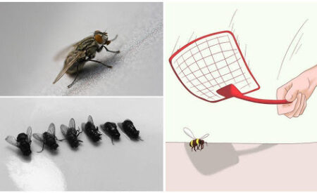 Почему муху трудно убить