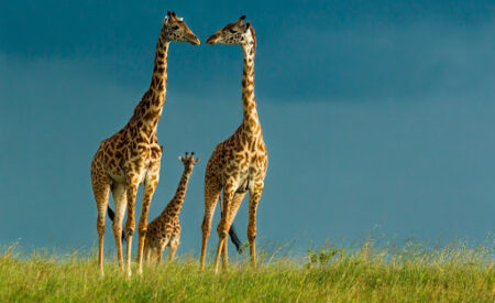 Как жирафы избавились от проблем сердца