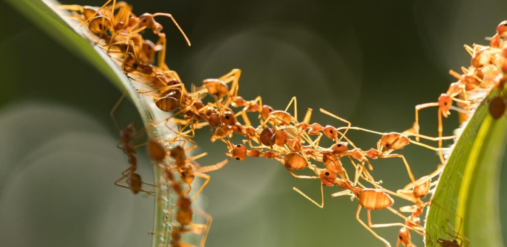 Ученые выяснили, ка муравьи образуют из своих тел сложнейшие мосты, не дающие их сородичам упасть