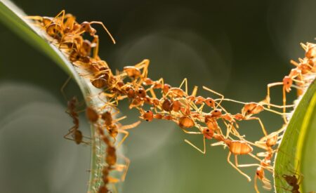 Ученые выяснили, ка муравьи образуют из своих тел сложнейшие мосты, не дающие их сородичам упасть
