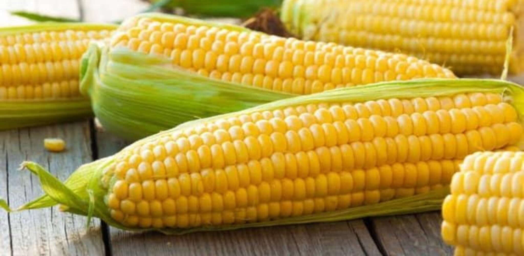 Кукуруза: польза или вред | Sauap.org