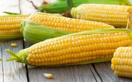 Кукуруза: польза или вред