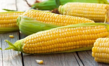 Кукуруза: польза или вред