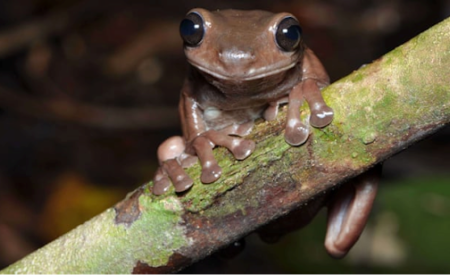В Новой Гвинее нашли «шоколадную» лягушку