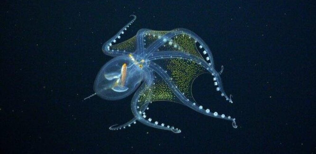 Биологи поделились фотографиями глубоководных существ, которые ранее были неизвестны науке