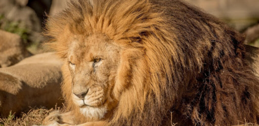 Почему льва называют «царем зверей»