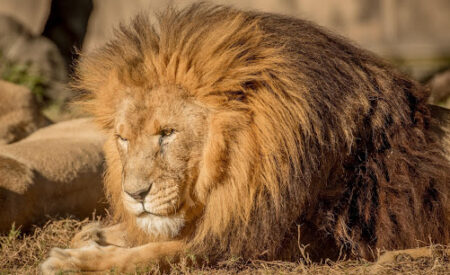 Почему льва называют «царем зверей»