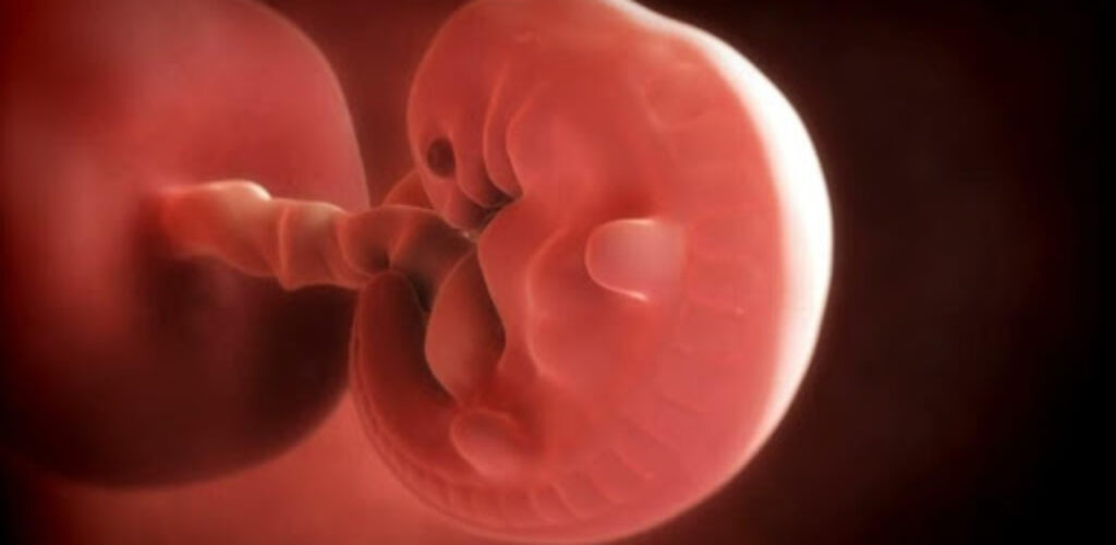 Эмбрион обнуляет свои часы вскоре после зачатия