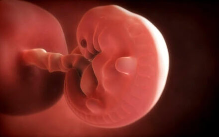 Эмбрион обнуляет свои часы вскоре после зачатия