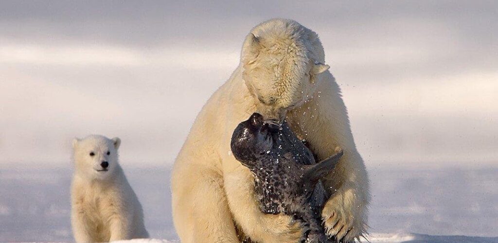 Как белые медведи охотятся на моржей с помощью камней