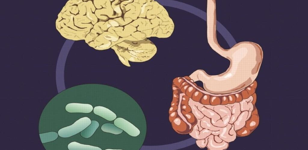 Микробиота кишечника: как она взаимодействует с мозгом?