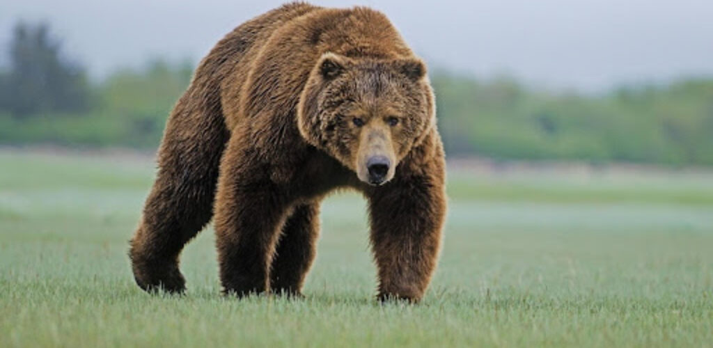 Почему медведи косолапят