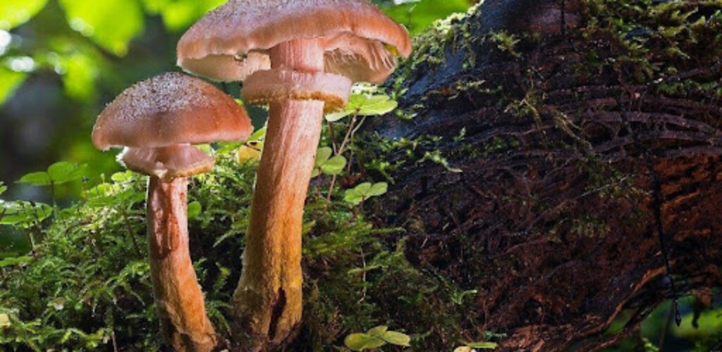 Что под шляпой? Как не отравиться ядовитыми грибами