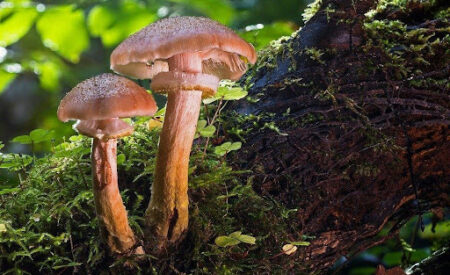 Что под шляпой? Как не отравиться ядовитыми грибами
