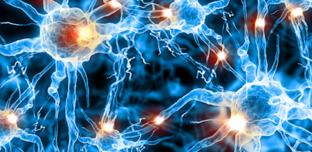 Нервные клетки восстанавливаются: первый снимок нейронов, растущих в живом мозге